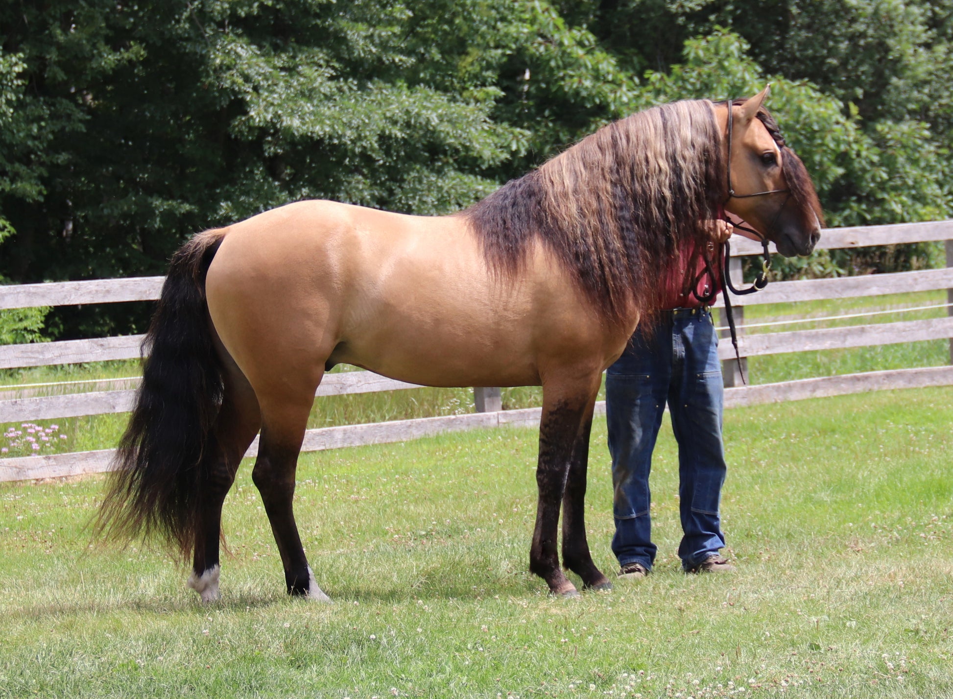 Grow Long Mane & Tail Bundle