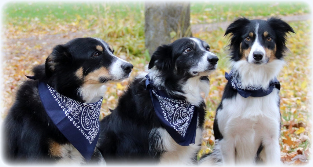 Itchy Skin Dog Bundles