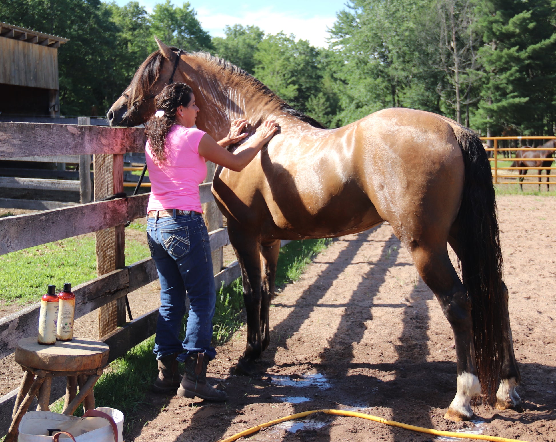 Shampoos/ Conditioners For Horses - Ranch Life Naturals