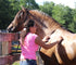 Shampoos/ Conditioners For Horses - Ranch Life Naturals