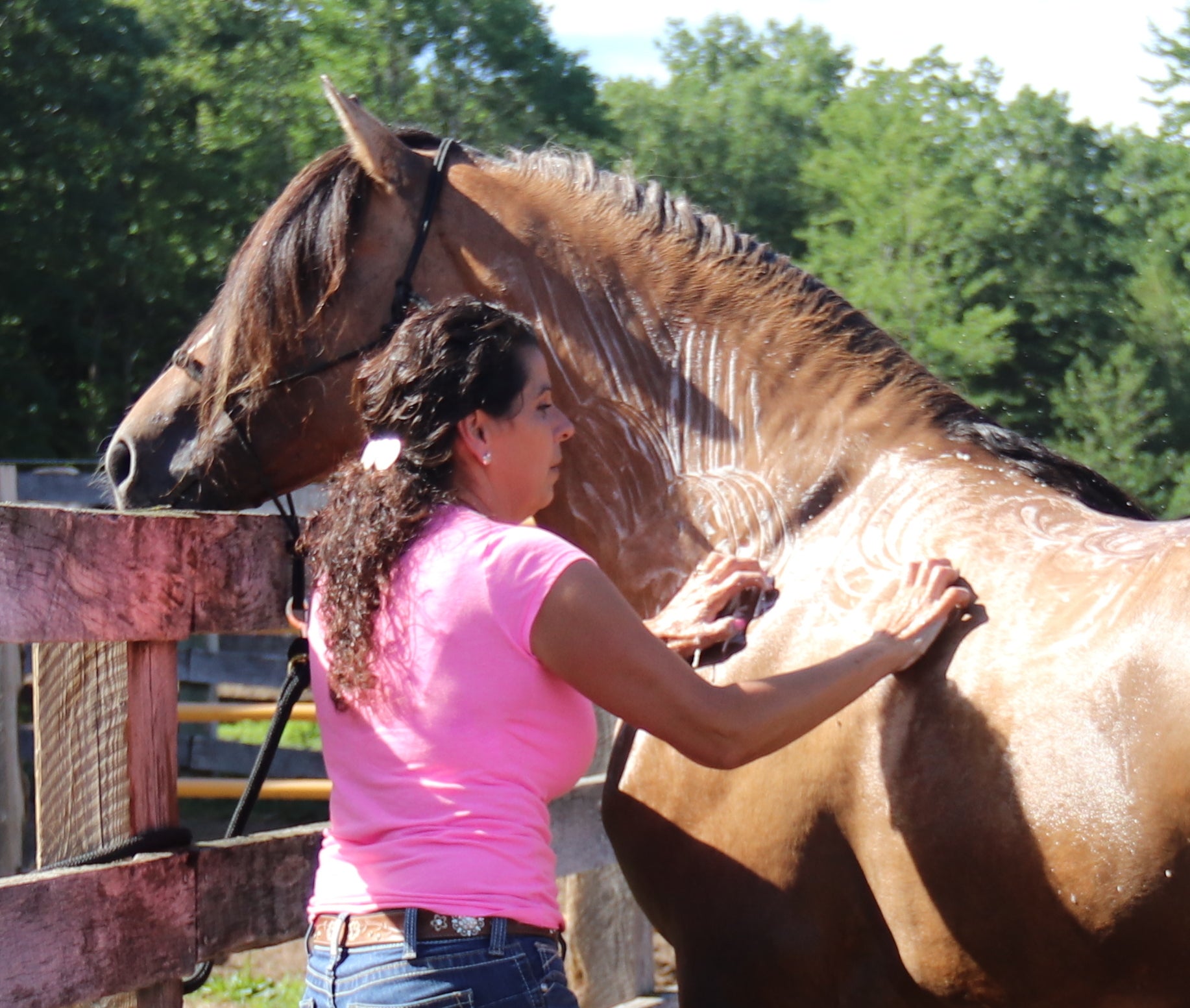 Shampoos/ Conditioners For Horses - Ranch Life Naturals