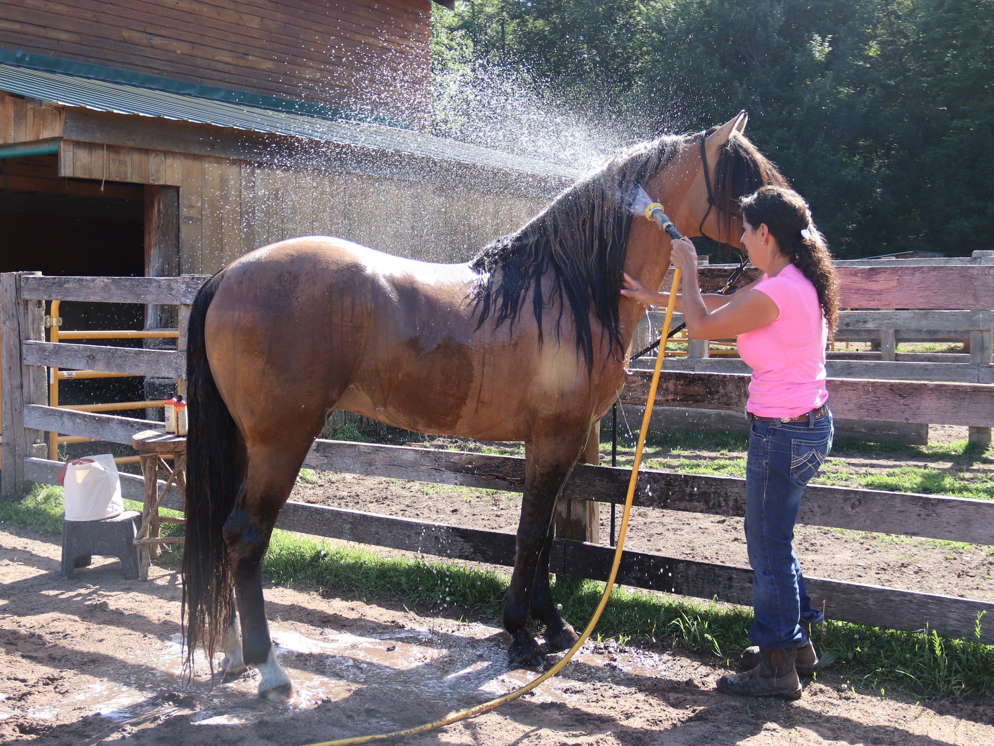 Shampoos/ Conditioners For Horses - Ranch Life Naturals