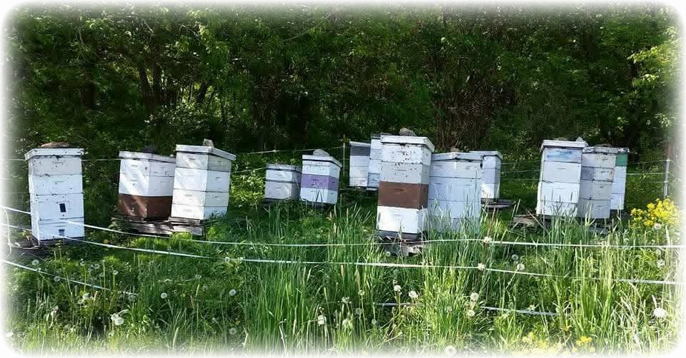 Raw Honey