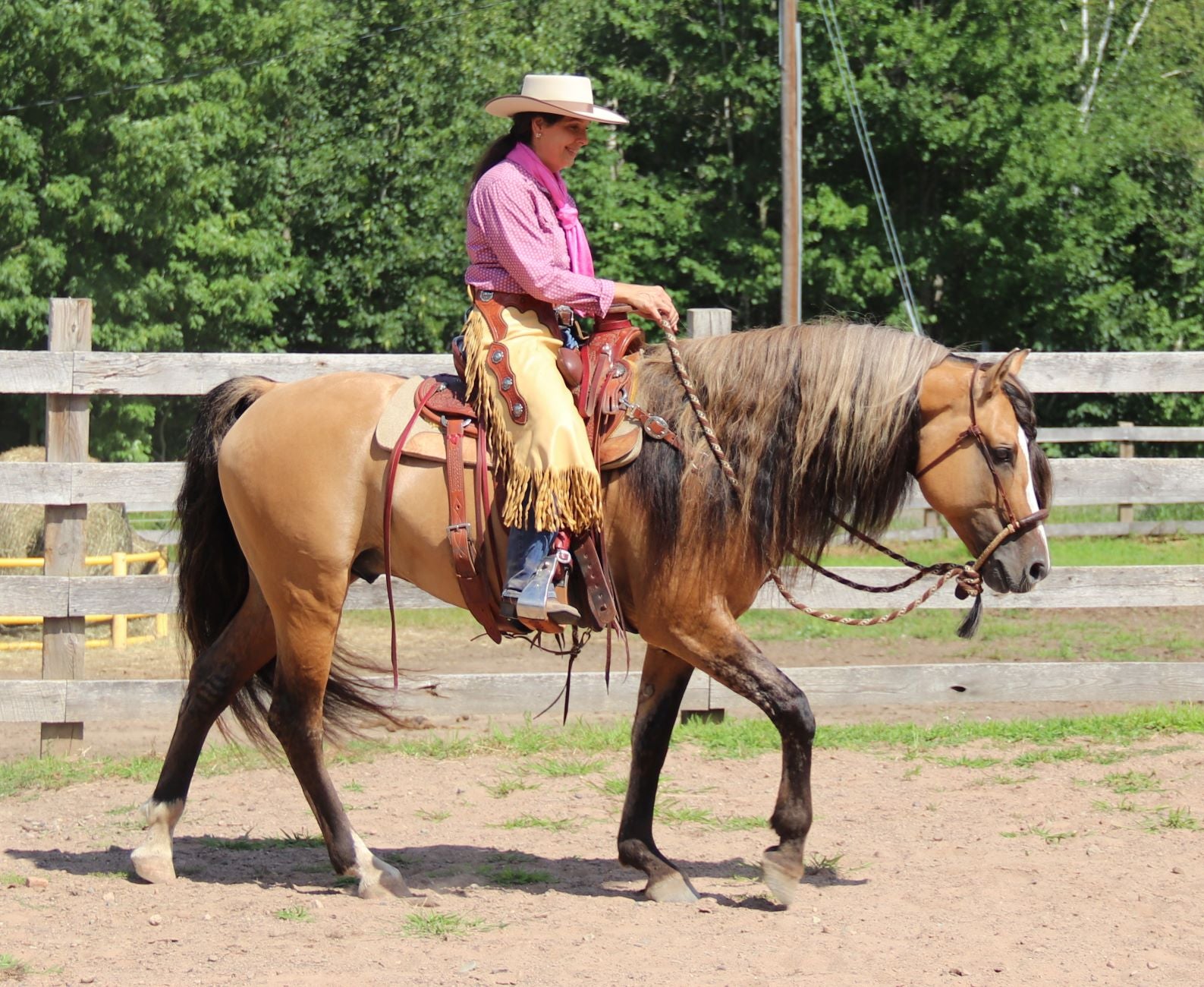 Shampoos/ Conditioners For Horses - Ranch Life Naturals