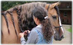 Read more about the article Tips For Long Manes & Tails