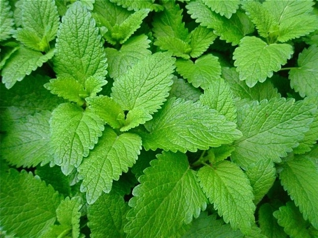 Spearmint leaves.jpg1