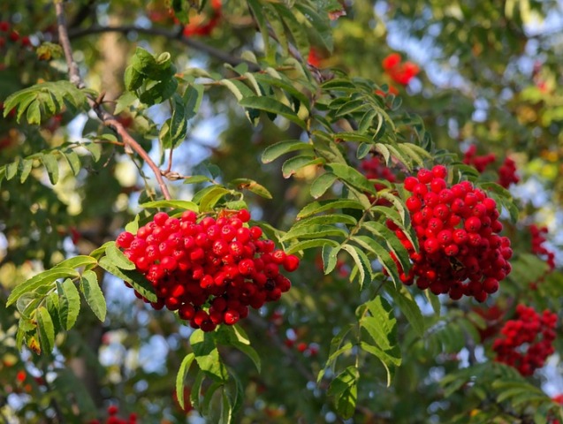 mountain ash berries potassium sorbate derived